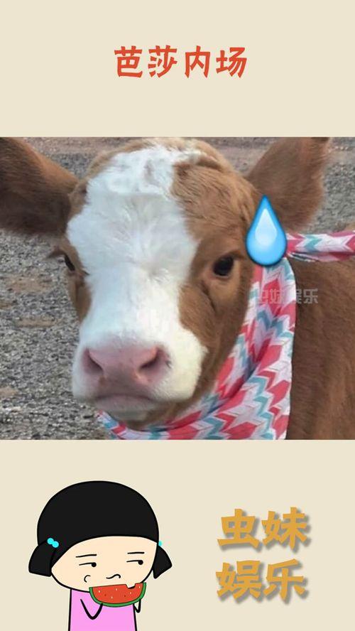 抖音娱乐吃瓜模板,明星恋情曝光，幕后黑手竟是...